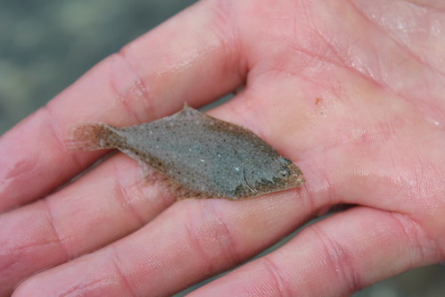 Tiny Flatfish