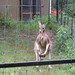 Kangaroo_001 posted by *Ice Princess* to Flickr