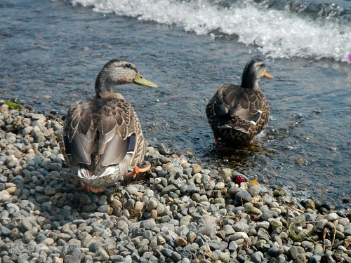 Feeding Ducks on a Kayak Break