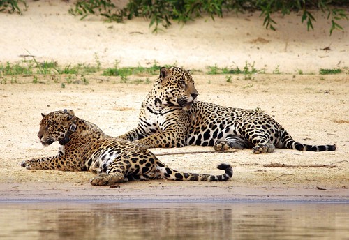 Female and Male Jaguar Resting After Mating by masaiwarrior