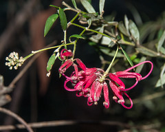 Native Plants of NSW (beyond the Blue Mountains)