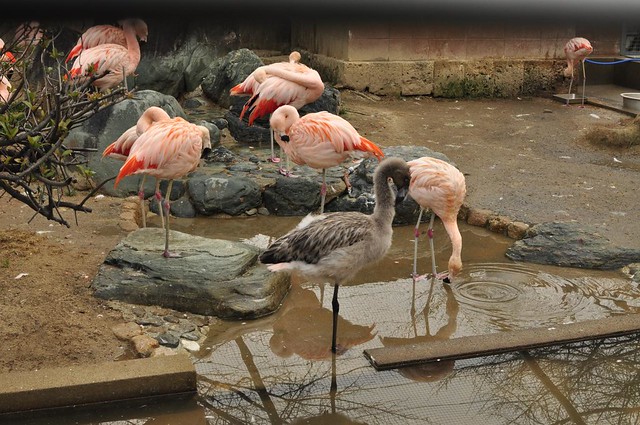 姫路城横の動物園