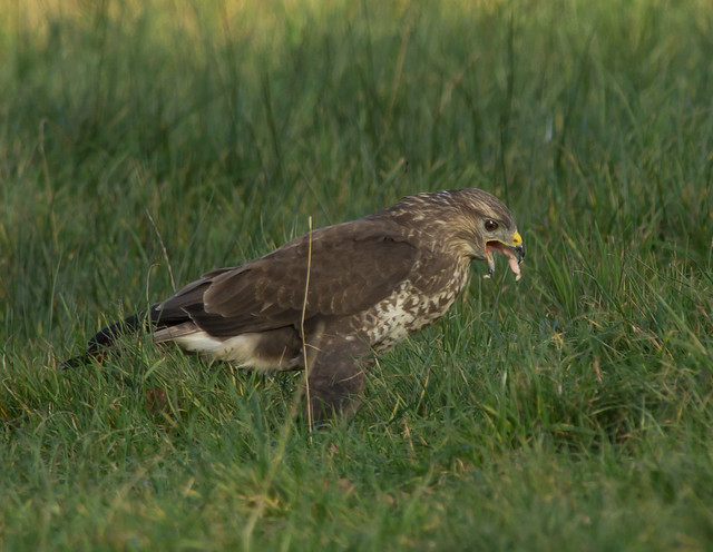 common buzzard on ground 4