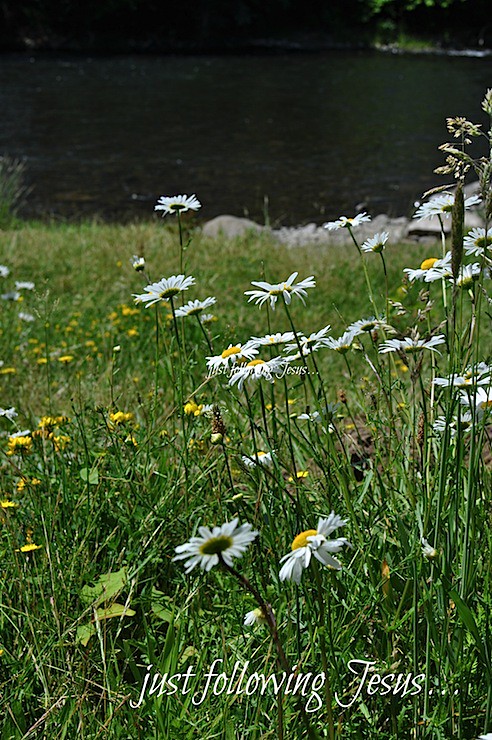 daisies by the river 1.jpg