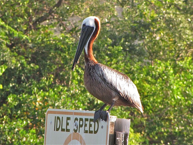 Brown Pelican at Maximo Point in Pinellas County, FL 01