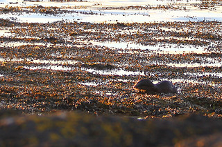 Otter in shallows 1