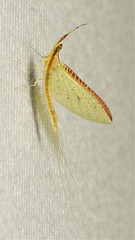 Mayflies (Ephemeroptera)