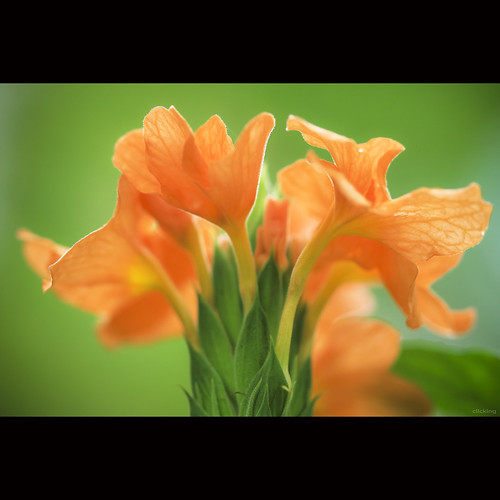 Crossandra infundibuliformis (Firecracker Flower / Hoa Hoả Hoàng) by -clicking-
