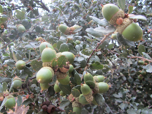 acorns, ripening