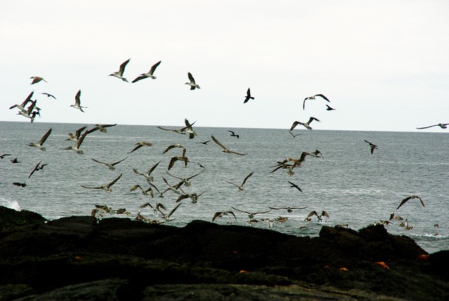 birds in the galapagos