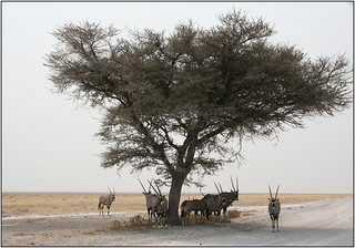 Oryx in the shade, Namib Desert.  Best on black.