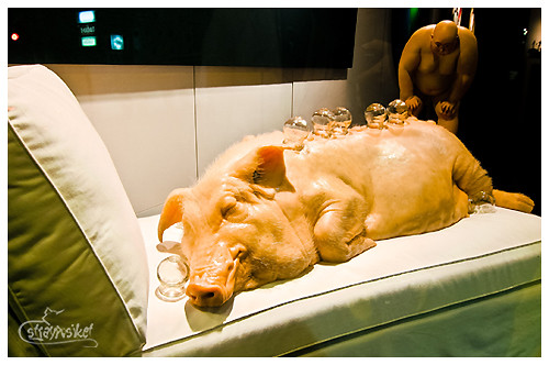 pig having a cupping therapy