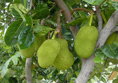 Fruiting Trees of Thailand