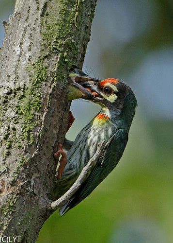 Coppersmith Barbet (15)