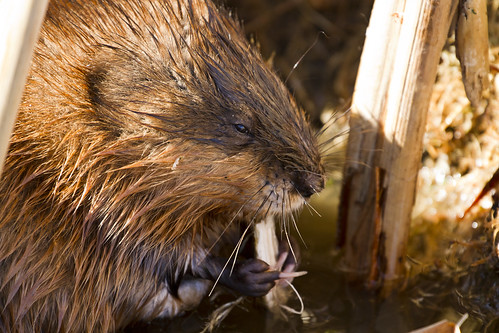 Tasty Roots for Muskrats