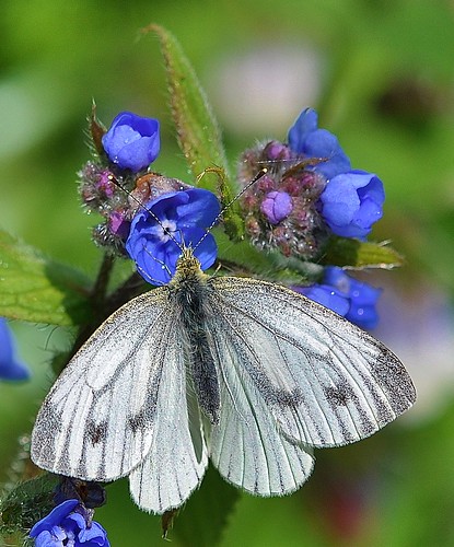 Small White Butterfly by Kinzler Pegwell