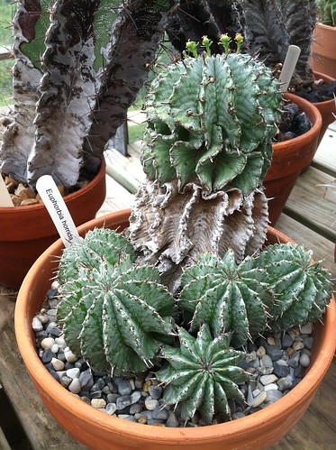 Euphorbia horrida by Dallas Krentzel