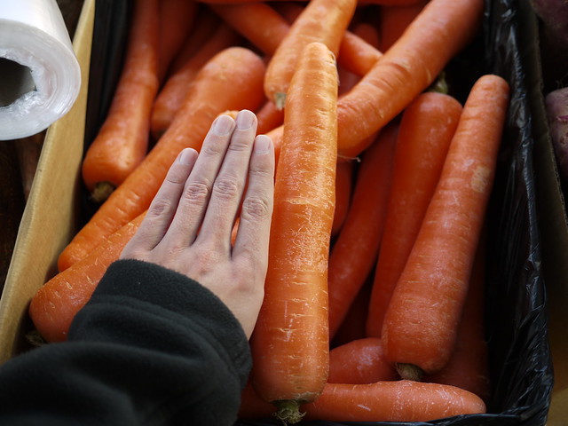 giant carrots (with my hand as a reference)