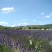 Banon - Lavender  Haute Provence