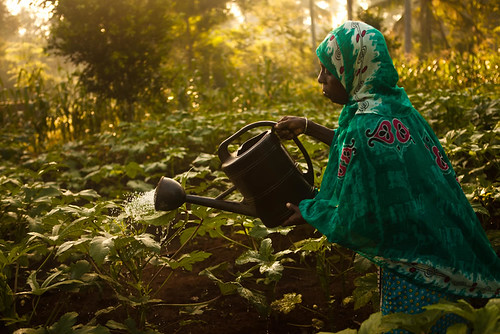 A farmer in Zanzibar, Tanzania