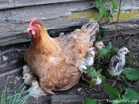 (6) Lokey and her 10 chicks tucking in for the night - FarmgirlFare.com