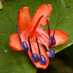 Melastomataceae of Ecuador