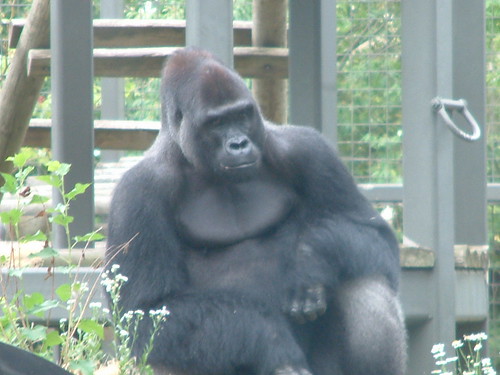 Visit  me at the Columbus Zoo. by Sunshine Gorilla