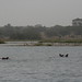 Hippo Lake near Banfora, Burkina Faso - IMG_1092_CR2