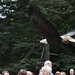 Warwick Castle - Bald Eagle in Flight