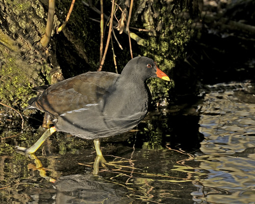 Moorhen in the low afternoon sun by Andy Pritchard - Barrowford