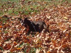 Hyzzie in the leaves