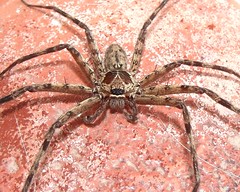 Brown Huntsman Spider (Heteropoda venatoria) (x4)