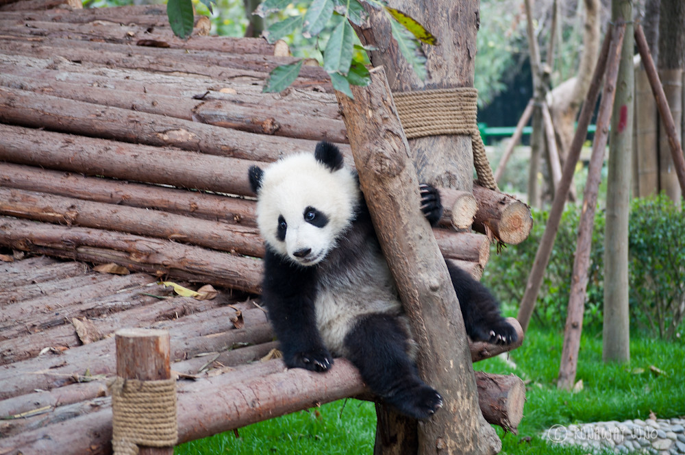 Panda_kindergarten_Chengdu_Sichuan_China