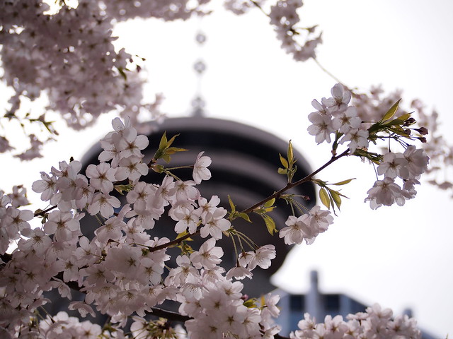 Cherry blossoms & Vancouver Lookout