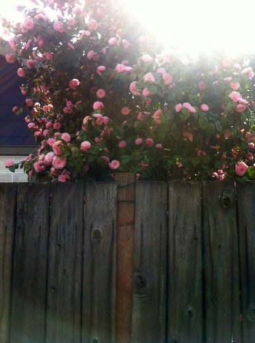 camellias peek over fences