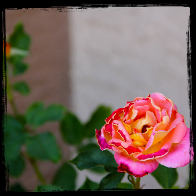 new rose