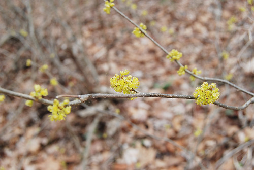 Picture of a branch Spicebush, Lindera benzoin, showing the flower clusters along the branches. Taken at Bell Mountain Wilderness.