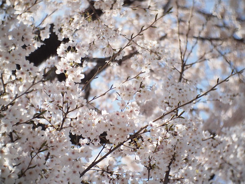 cherry blossom 2012 - 9