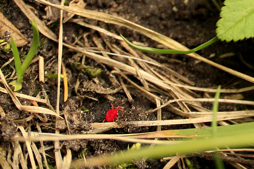 Bright red little bug!