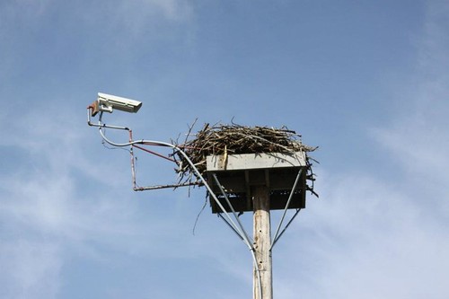 New osprey cam on it's mount high above Smith Mountain Lake