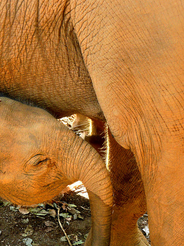Baby Elephant - Pinnawala (by Queenie)