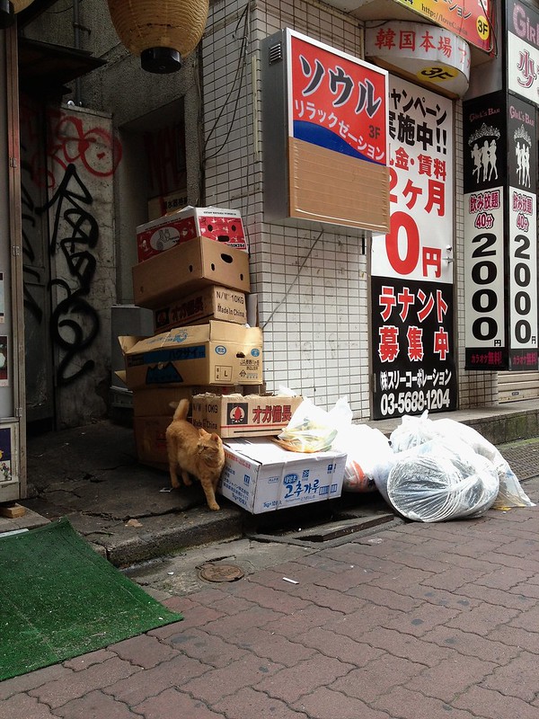 歌舞伎町の猫 - Kabukicho