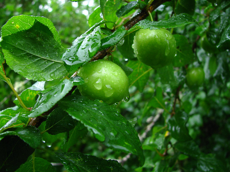 Cherry Plums in the Rain
