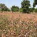Cotton field, Mali - IMG_0723_CR2