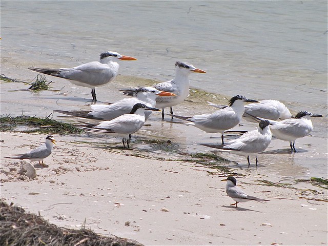 Sandwich Tern, Royal Tern, and Least Tern at the Sunshine Skyway Bridge North Rest Area in Pinellas County, FL 01