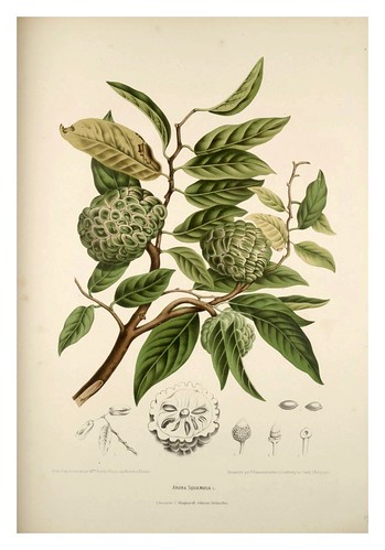 011-Anona escamosa-Fleurs, fruits et feuillages choisis de l'ille de Java-1880- Berthe Hoola van Nooten