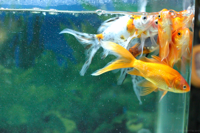 hungry hungry goldfish