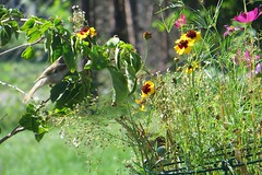 Goldfinches 2012