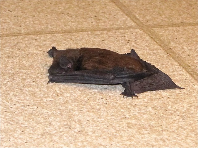 Bat on the Kitchen Floor 01