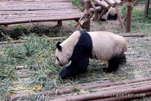 Pandas in Chengdu China 11